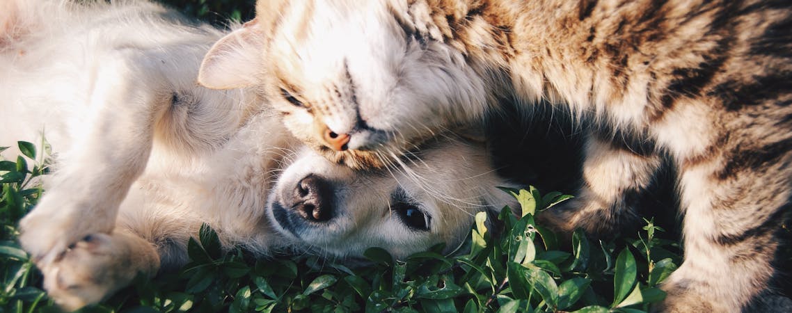 Foto de Cachorro branco e gato cinza se abraçando na grama
