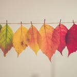 Foto de folhas de árvore em cores sortidas.