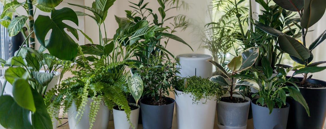 Foto de vasos com plantas