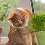 Gato comendo grama em um vaso verde próximo da janela.